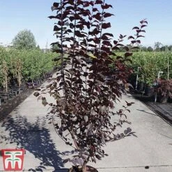 Prunus Cerasifera 'Nigra' -Plants Sales Store PRUN TKA3384 B