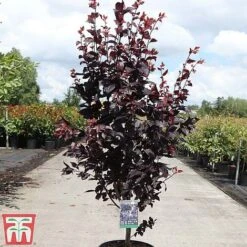Prunus Cerasifera 'Nigra' -Plants Sales Store PRUN TKA3384 C