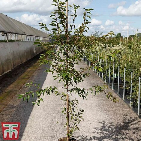 Prunus X Incam 'Okamé' 4 Prunus X Incam 'Okamé' - Image 2