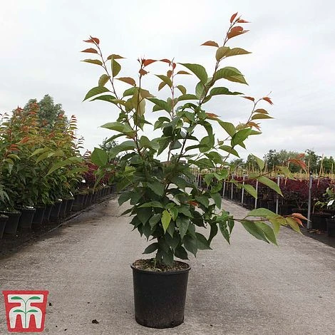 Prunus 'Kanzan' 4 Prunus 'Kanzan' - Image 2