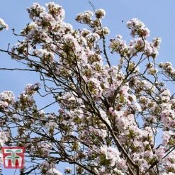 Prunus 'Amanogawa' -Plants Sales Store PRUN t45446 A1