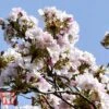 Prunus 'Amanogawa' 2 Prunus 'Amanogawa' -Plants Sales Store PRUN t45446 D1