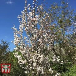 Prunus 'Amanogawa' -Plants Sales Store PRUN t45446 E1