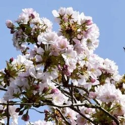 Prunus 'Amanogawa' -Plants Sales Store PRUN t45446 NOW1