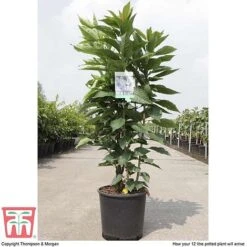 Prunus 'Amanogawa' -Plants Sales Store PRUN tka3400 A