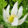 Pulsatilla Vulgaris 'Alba' 1 Pulsatilla Vulgaris 'Alba' -Plants Sales Store PULS T82121 A1