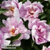Peony 'Ballarena De Saval' -Plants Sales Store PeonyBallarena