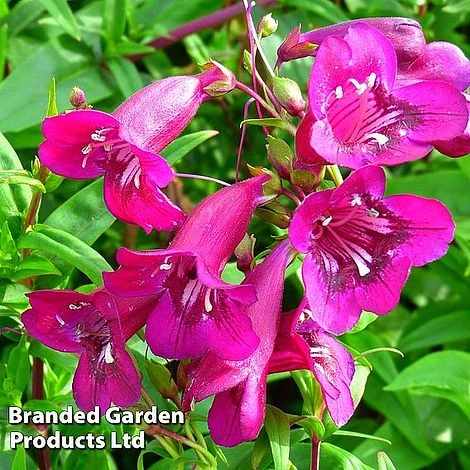 Penstemon 'Pensham Eleanor Young' 3 Penstemon 'Pensham Eleanor Young'