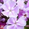 Phlox Paniculata 'Franz Schubert' 1 Phlox Paniculata 'Franz Schubert' -Plants Sales Store Phlox20Franz20Schubert