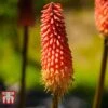 Red Hot Poker 'Redhot Popsicle' -Plants Sales Store REDH 09668 A1