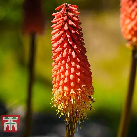 Red Hot Poker 'Redhot Popsicle' 3 Red Hot Poker 'Redhot Popsicle'
