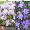Rhododendron Duo 2 Rhododendron Duo -Plants Sales Store RHOD KB0267 A