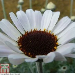 Rhodanthemum 'Casablanca' -Plants Sales Store RHOD T80321 A