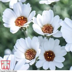 Rhodanthemum 'Casablanca' -Plants Sales Store RHOD T80321 B