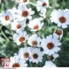Rhodanthemum 'Casablanca' -Plants Sales Store RHOD T80321 C