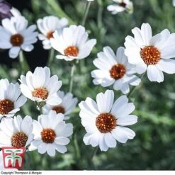 Rhodanthemum 'Casablanca' -Plants Sales Store RHOD T80321 E