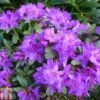 Rhododendron 'Blue Silver' -Plants Sales Store RHOD TKA1388 A