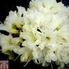 Rhododendron 'Crane' -Plants Sales Store RHOD TKA1398 A
