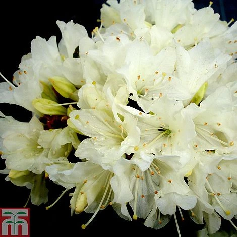 Rhododendron 'Crane' 3 Rhododendron 'Crane'