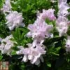 Rhododendron 'Robert Seleger' -Plants Sales Store RHOD TKA1434 A