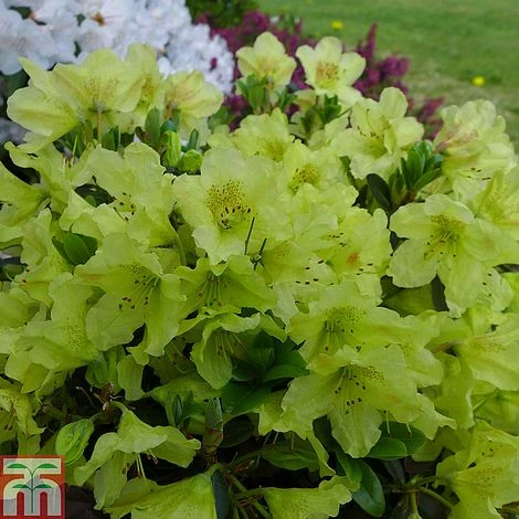 Rhododendron 'Swift' 2 Rhododendron 'Swift'