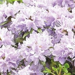 Rhododendron 'Gristede' -Plants Sales Store RHOD TKA7159 B