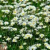 Roman Chamomile 2 Roman Chamomile -Plants Sales Store ROMA T82130 A