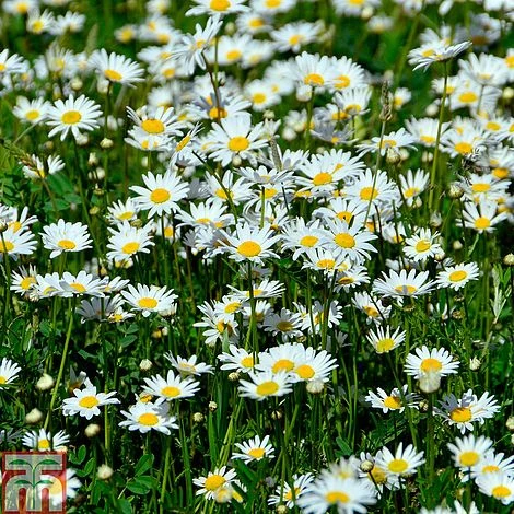 Roman Chamomile 3 Roman Chamomile