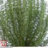 Rosemary 'Miss Jessop's Upright' 1 Rosemary 'Miss Jessop's Upright' -Plants Sales Store ROS TKA0951 A