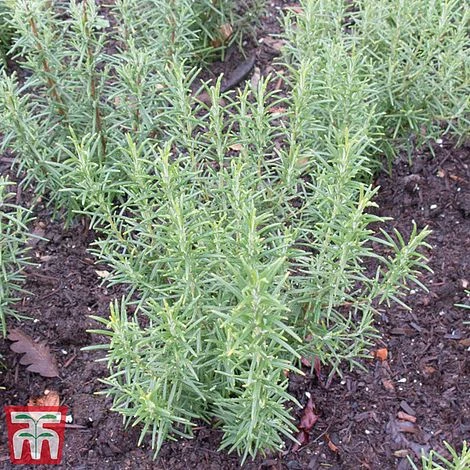 Rosemary 'Miss Jessop's Upright' 4 Rosemary 'Miss Jessop's Upright' - Image 2