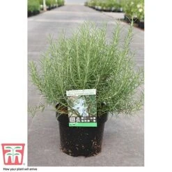 Rosemary 'Miss Jessop's Upright' 7 Rosemary 'Miss Jessop's Upright' -Plants Sales Store ROS TKA0951 C