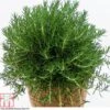 Rosemary 'Roman Beauty' 1 Rosemary 'Roman Beauty' -Plants Sales Store ROSE T80322 A
