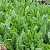 Rumex Sanguineus (Marginal Aquatic) 1 Rumex Sanguineus (Marginal Aquatic) -Plants Sales Store RUME T78425 A h