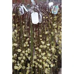 Salix Caprea 'Kilmarnock' 15 Salix Caprea 'Kilmarnock' -Plants Sales Store SALI T68515 A h