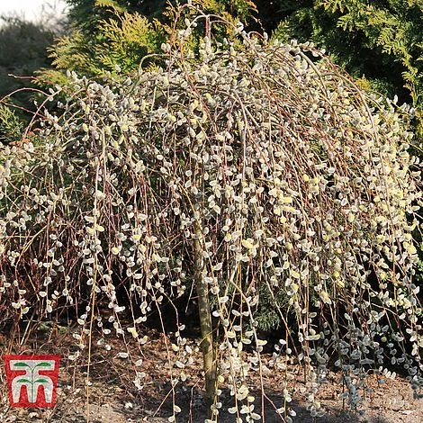 Salix Caprea 'Kilmarnock' 4 Salix Caprea 'Kilmarnock' - Image 2