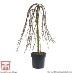 Salix Caprea 'Kilmarnock' 16 Salix Caprea 'Kilmarnock' -Plants Sales Store SALI T68515 D