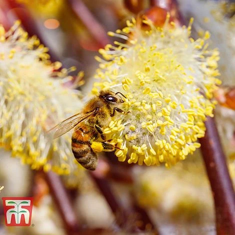 Salix Caprea 'Kilmarnock' 5 Salix Caprea 'Kilmarnock' - Image 3