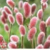Salix Gracilistyla 'Mount Aso' 2 Salix Gracilistyla 'Mount Aso' -Plants Sales Store SALI TKA2997 A