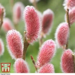 Salix Gracilistyla 'Mount Aso' -Plants Sales Store SALI TKA2997 B