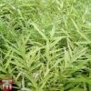 Salix Udensis 'Golden Sunshine' 2 Salix Udensis 'Golden Sunshine' -Plants Sales Store SALI TKA3502 A