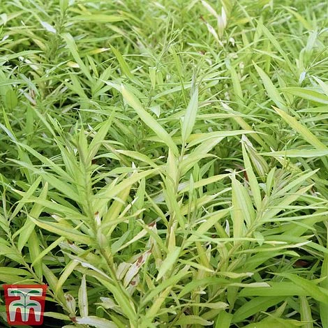 Salix Udensis 'Golden Sunshine' 3 Salix Udensis 'Golden Sunshine'