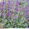 Salvia Nemorosa 'Caradonna' -Plants Sales Store SALV T80327 A