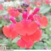 Salvia 'Royal Bumble' -Plants Sales Store SALV T80329 A