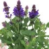 Salvia Nemorosa 'Blue Marvel' -Plants Sales Store SALV TKA0705 A