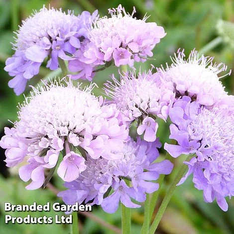 Scabiosa Columbaria 'Misty Butterflies' 3 Scabiosa Columbaria 'Misty Butterflies'