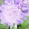 Scabiosa Columbaria 'Pincushion Blue' 1 Scabiosa Columbaria 'Pincushion Blue' -Plants Sales Store SCAB KC9139 A