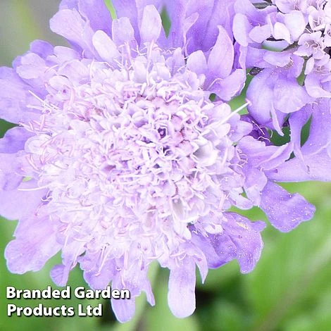 Scabiosa Columbaria 'Pincushion Blue' 3 Scabiosa Columbaria 'Pincushion Blue'