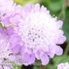 Scabiosa Columbaria 'Pincushion Pink' 1 Scabiosa Columbaria 'Pincushion Pink' -Plants Sales Store SCAB KC9140 A