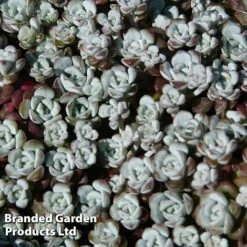 Sedum Spathulifolium 'Cape Blanco'
