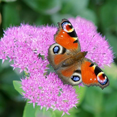 Sedum 'Herbstfreude' 3 Sedum 'Herbstfreude'